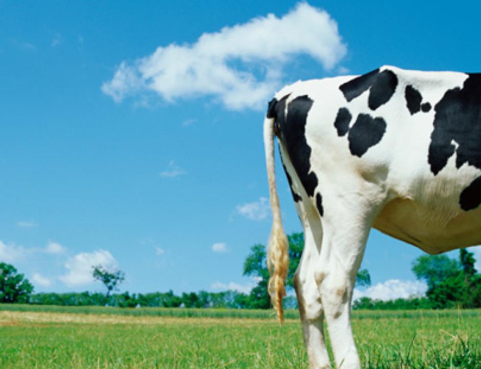 Une commune soutient la réduction du méthane émis par les vaches