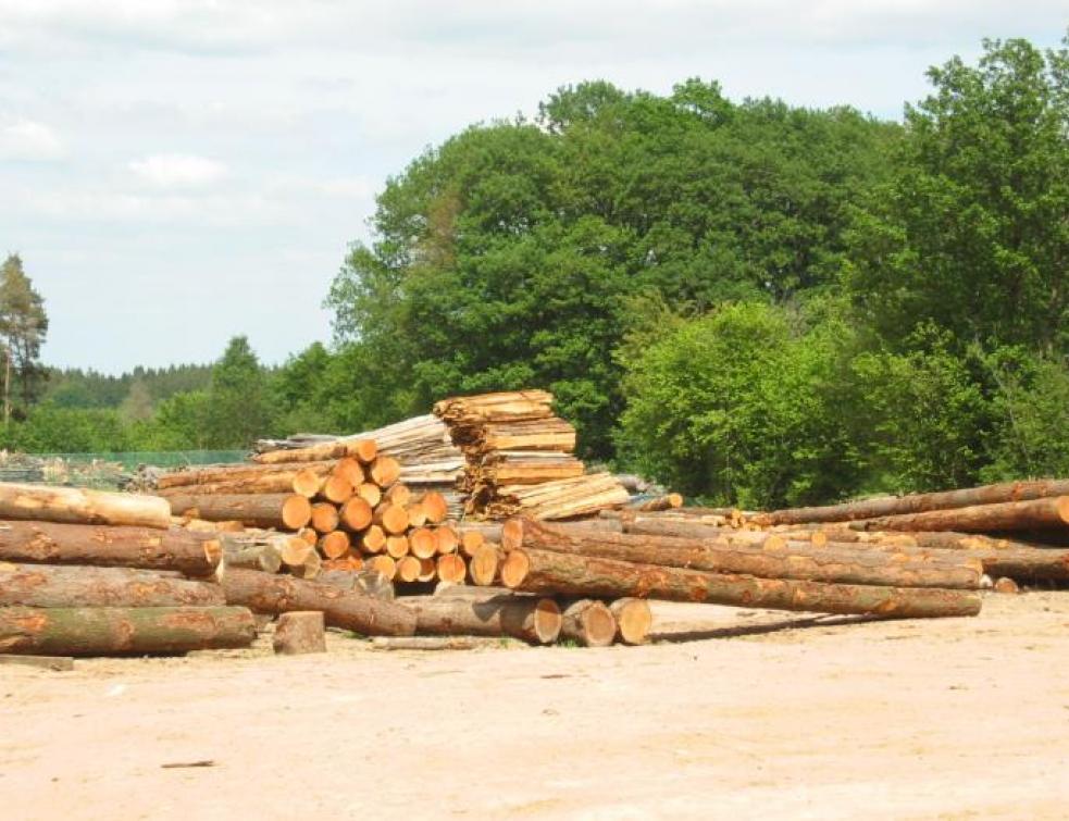 La filière forêt-bois en quête de financements