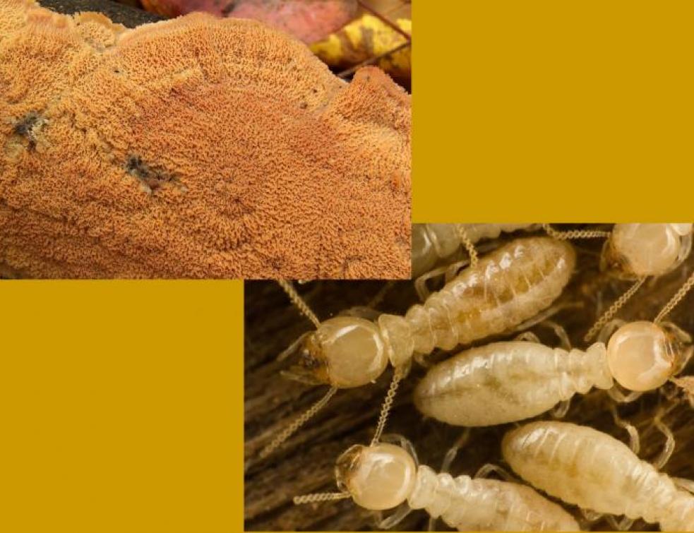 Termites et mérule : où en est-on en  France ?