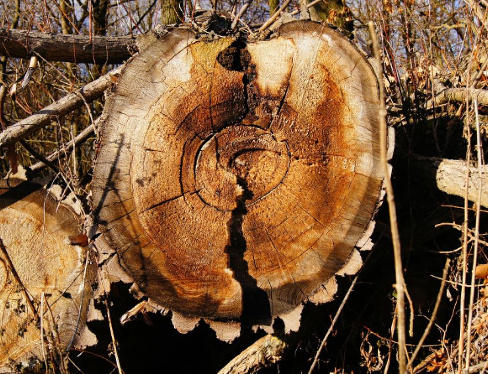 Le prix du bois progresse en 2016, tiré par le chêne et le pin Douglas