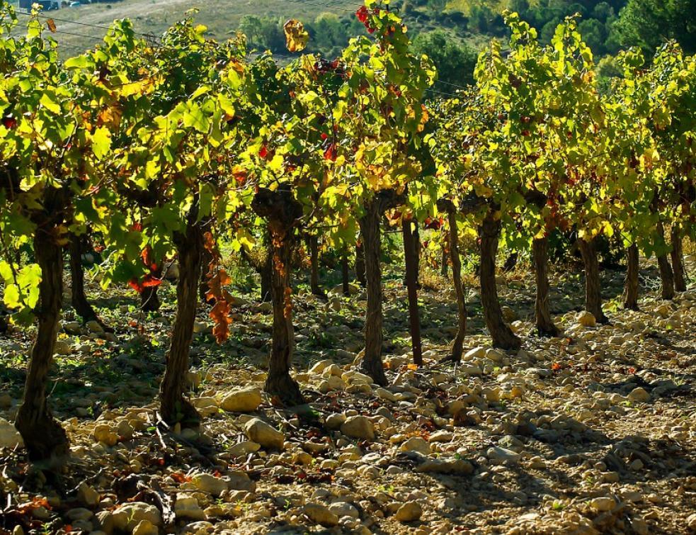 Inauguration de la première centrale vitivoltaïque dans les Pyrénées-Orientales
