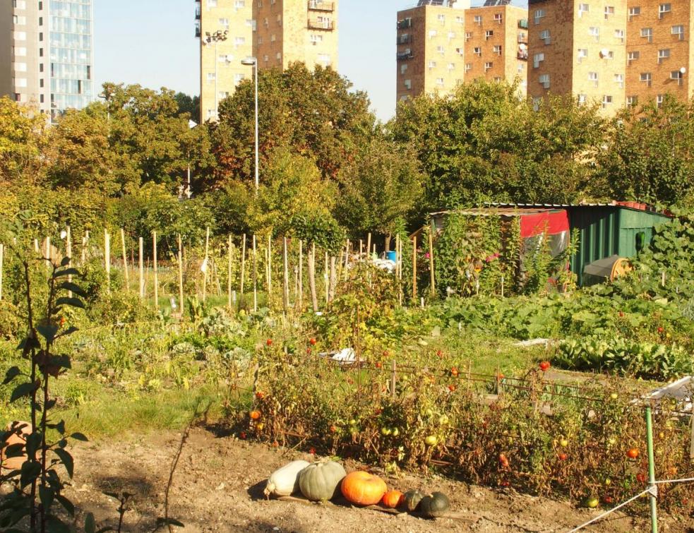 JO-2024 de Paris: ils veulent sauver les parcelles des jardins ouvriers d'Aubervilliers