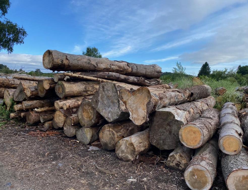 Exportation de bois en Chine : nouveau record et une aberration écologique pour la FNB