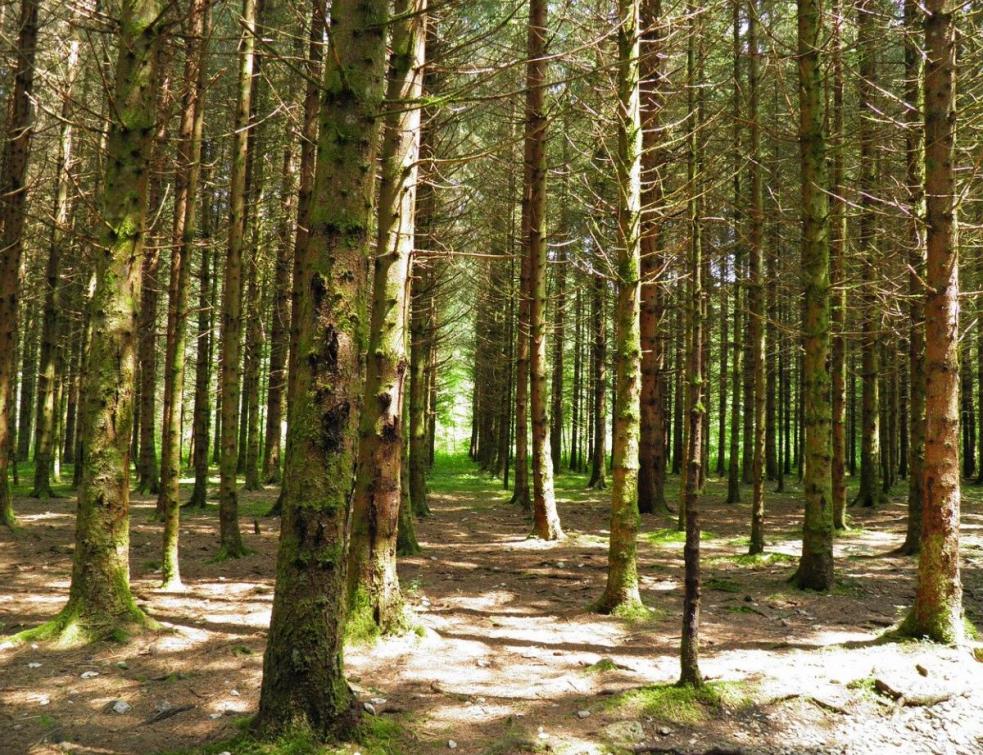 L'Office national des forêts veut soigner une forêt fragilisée par le dérèglement climatique