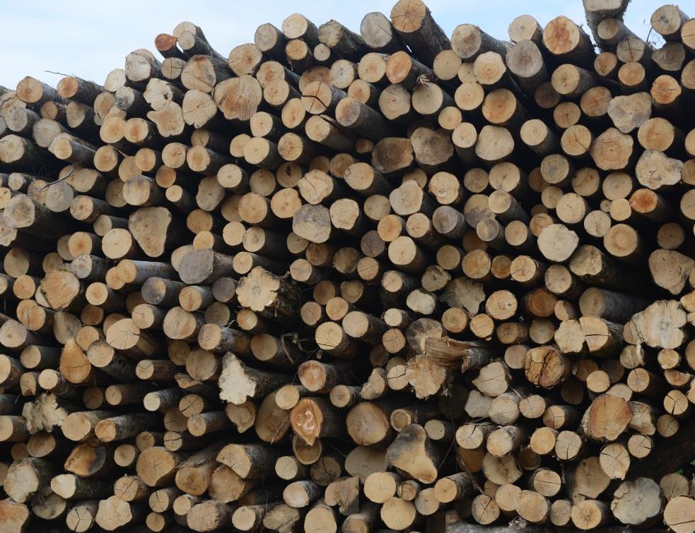 Le statut d'énergie renouvelable de la biomasse forestière remis en question