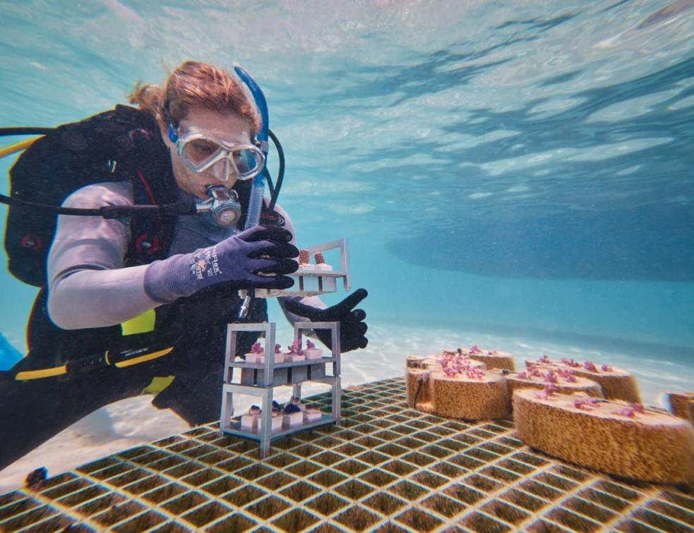 La biologiste Taryn Foster installe des morceaux de coraux dans leur nouvel environnement sous-marin afin de favoriser leur développement