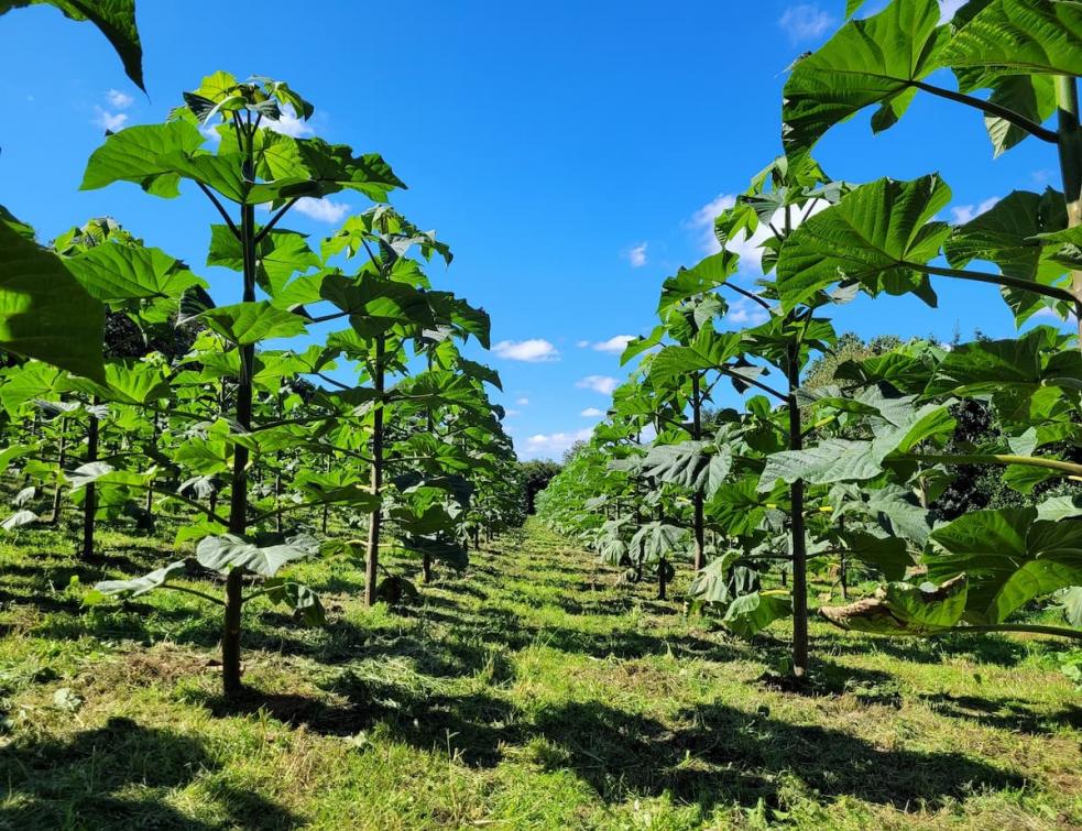 Les plantations de paulownia se multiplient en Europe et en France.  ©