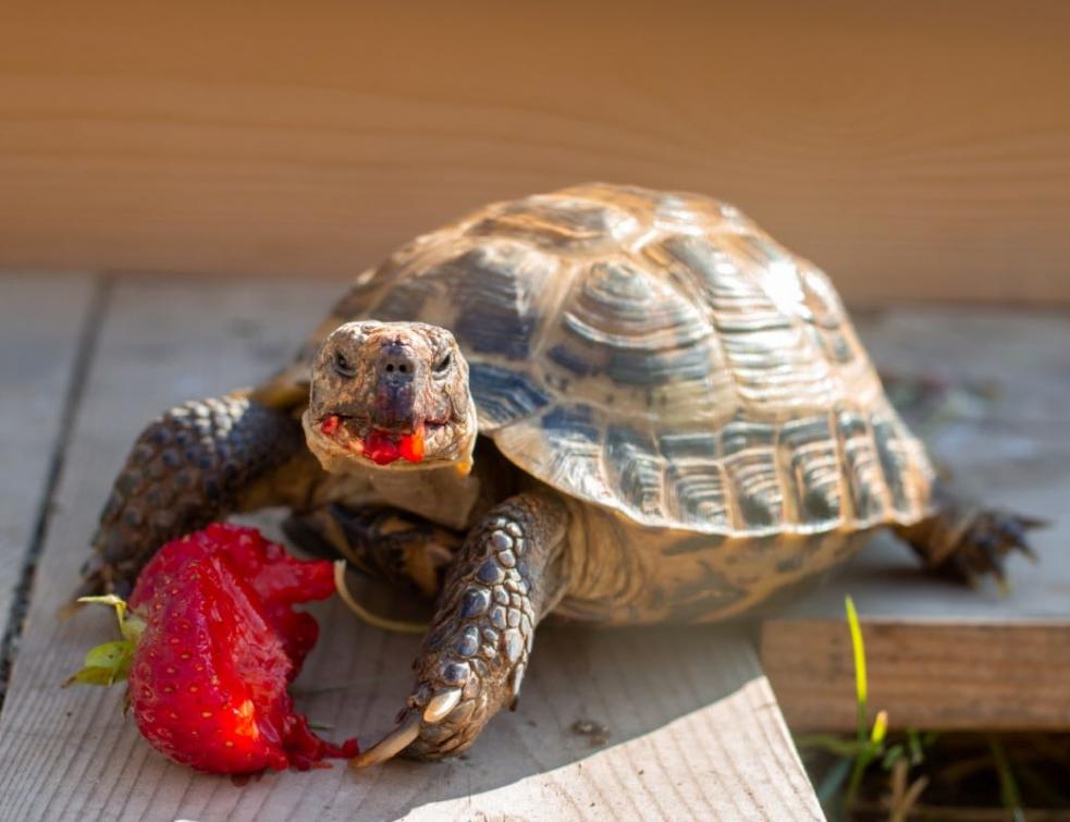 La tortue d'Hermann, un reptile herbivore et frugivore. ©