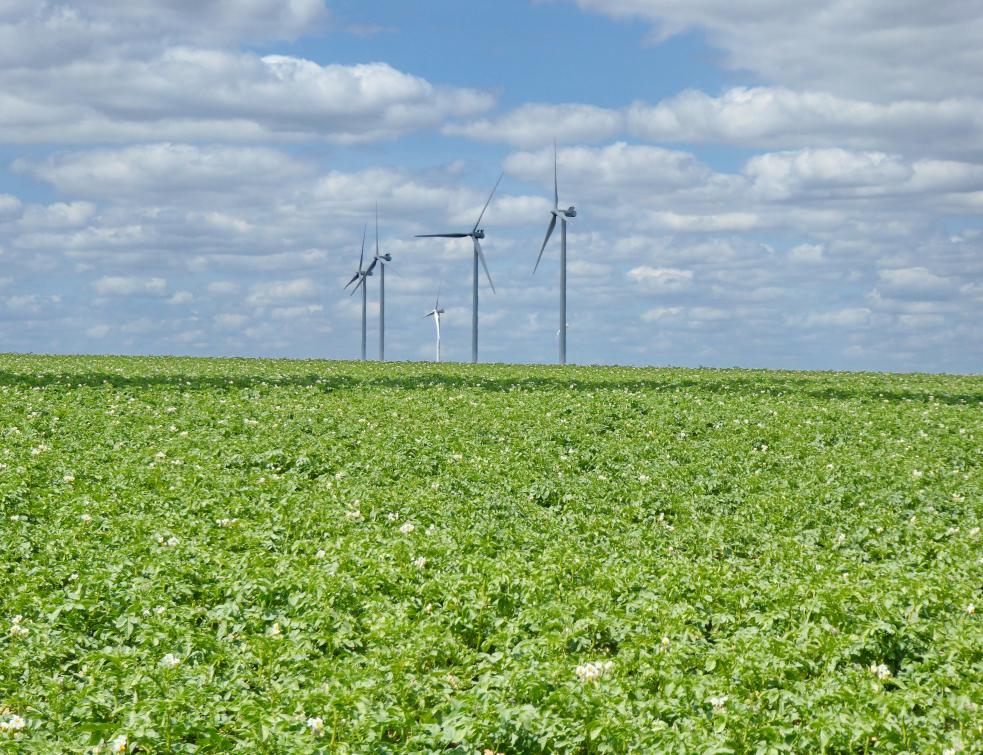 Des éoliennes dans un champ de pommes de terre dans les Hauts-de-France