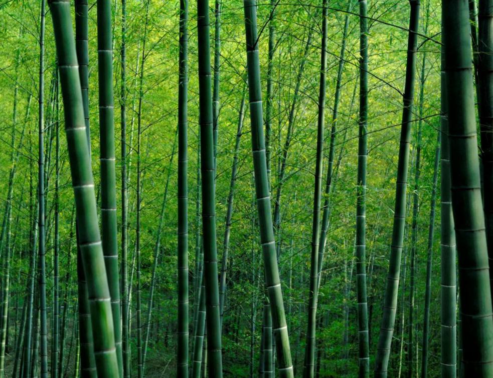 2025, année d’expansion pour Horizom et le bambou. © Freepik